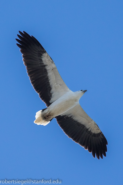 sea eagle